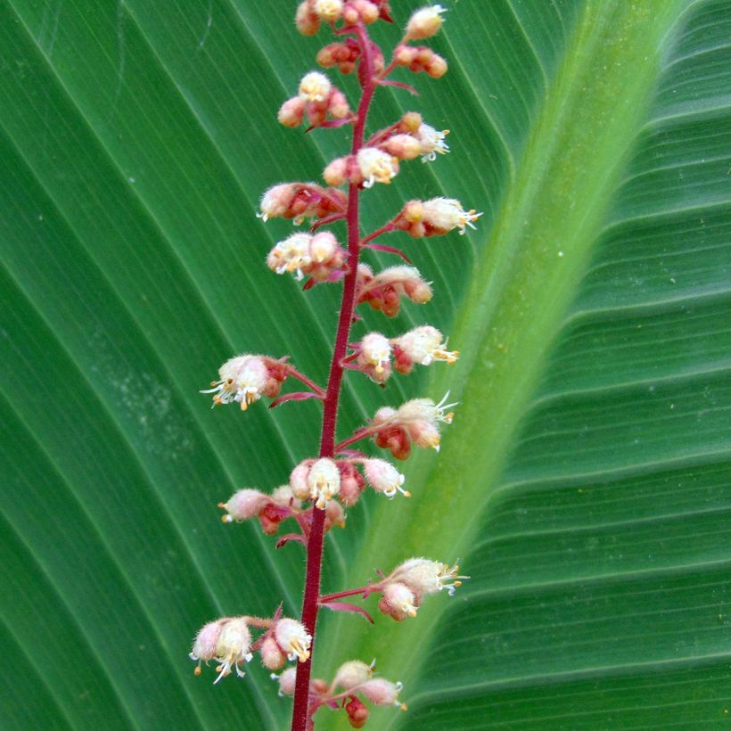 Heuchera Mega Caramel (Floración)