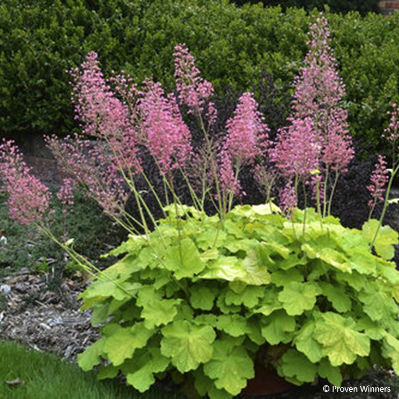 Heuchera Pretty Pistachio (Floración)