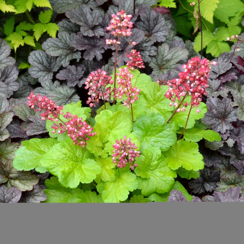 Heuchera Little Cuties Sweet Tart (Porte)