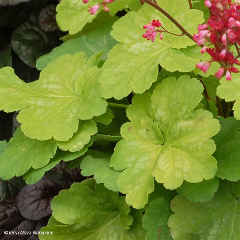 Heuchera Little Cuties Sweet Tart (Follaje)