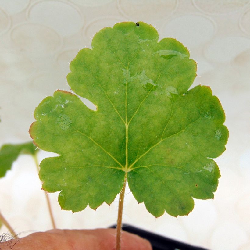 Heuchera sanguinea Leuchtkäfer (Follaje)