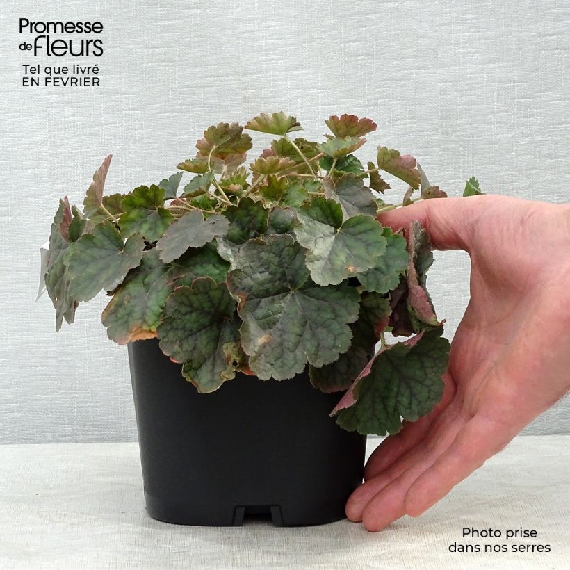 Heuchère rouge sang - Heuchera sanguinea Leuchtkäfer en pot de 2/3 litres Ejemplar entregado en invierno