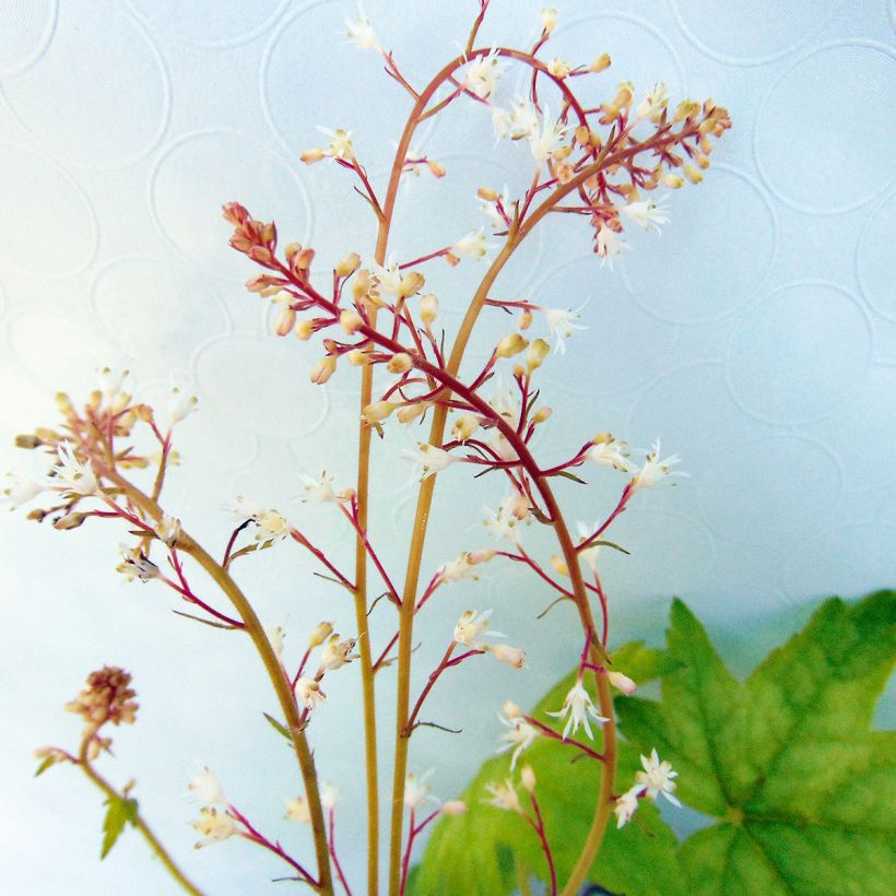 Heucherella Alabama sunrise (Floración)