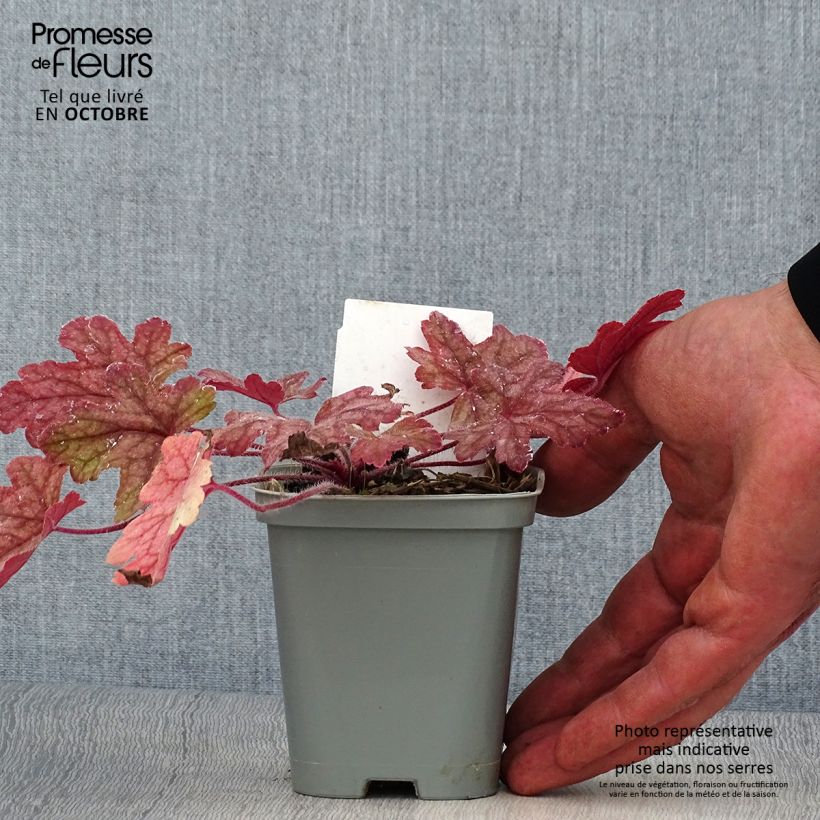 Ejemplar de Heucherella Alabama sunrise Godet de 9cm entregado en otoño