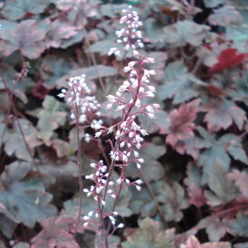 Heucherella Berry Fizz (Floración)