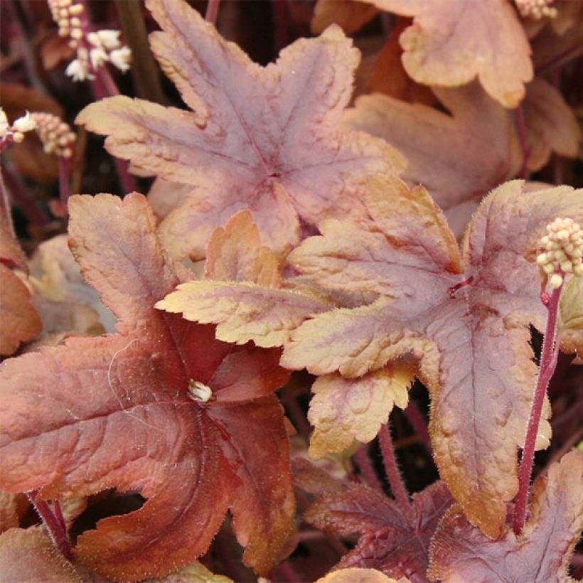 Heucherella Brass Lantern (Follaje)