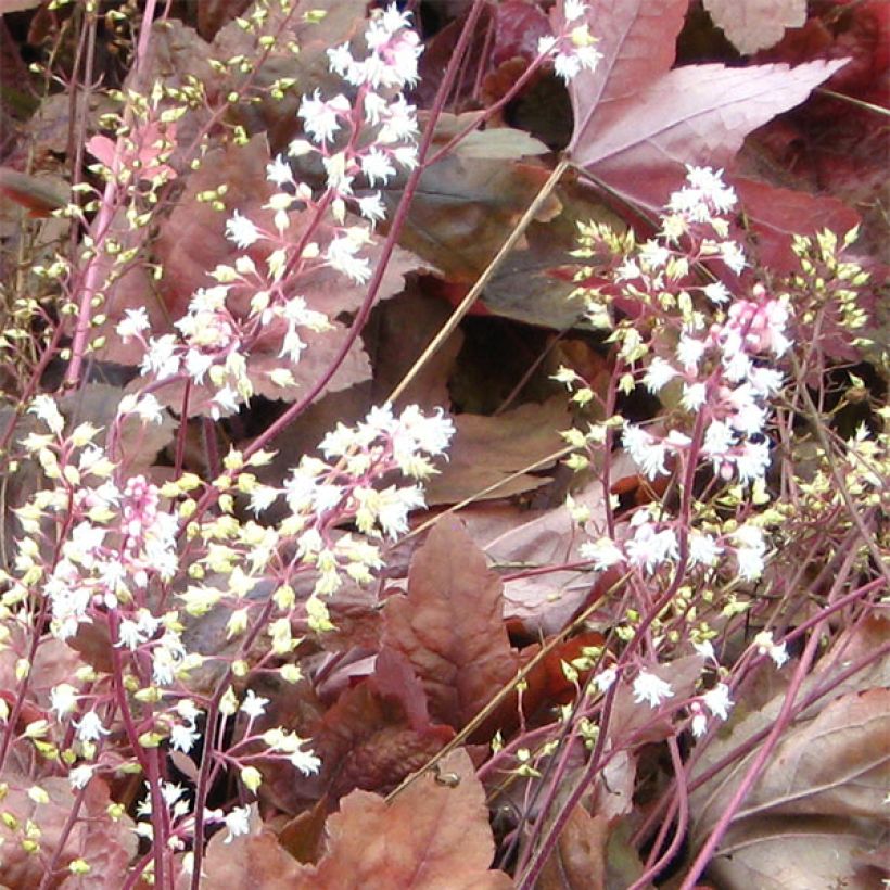 Heucherella Brass Lantern (Floración)