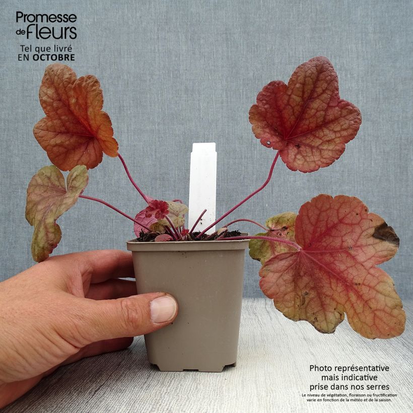 Ejemplar de Heucherella Buttered Rum Godet de 9cm entregado en otoño