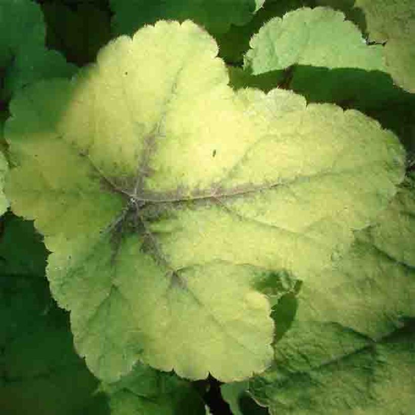 Heucherella Citrus shock (Follaje)