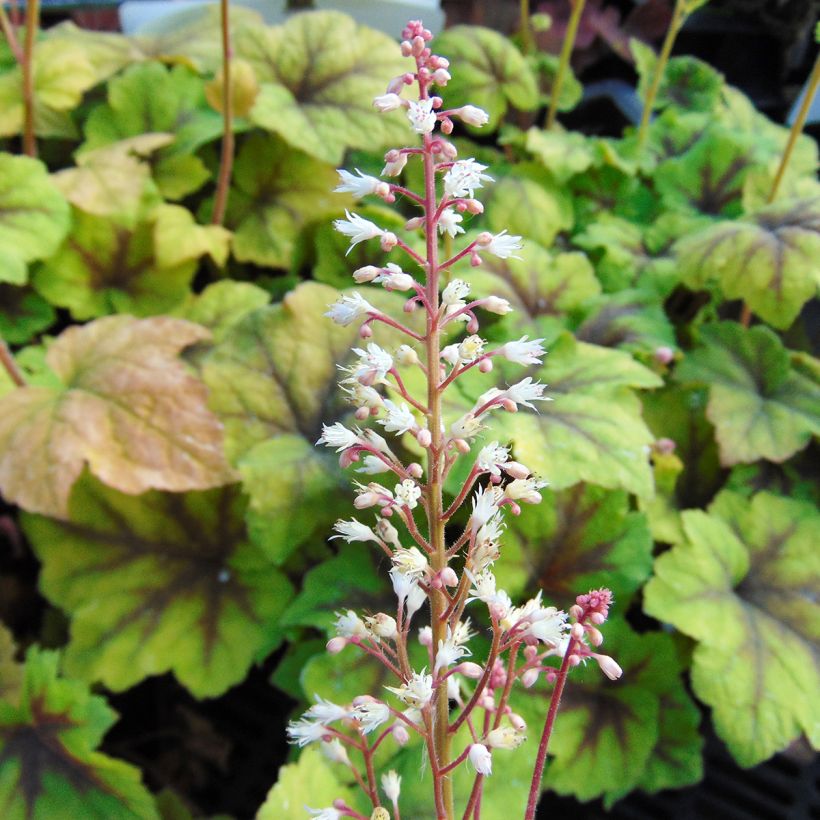 Heucherella Citrus shock (Floración)