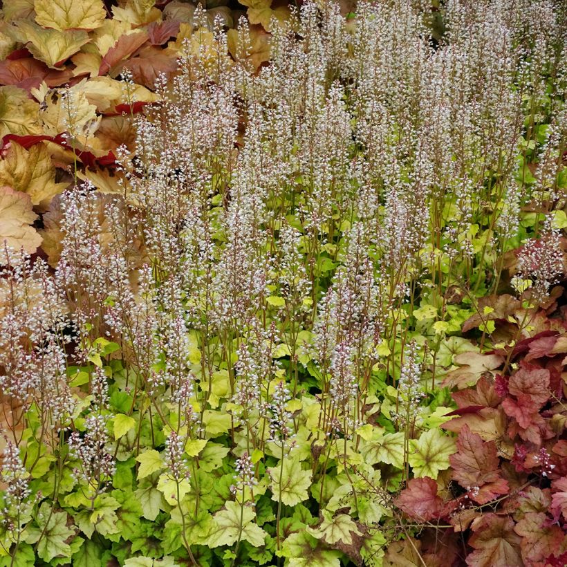 Heucherella Citrus shock (Porte)