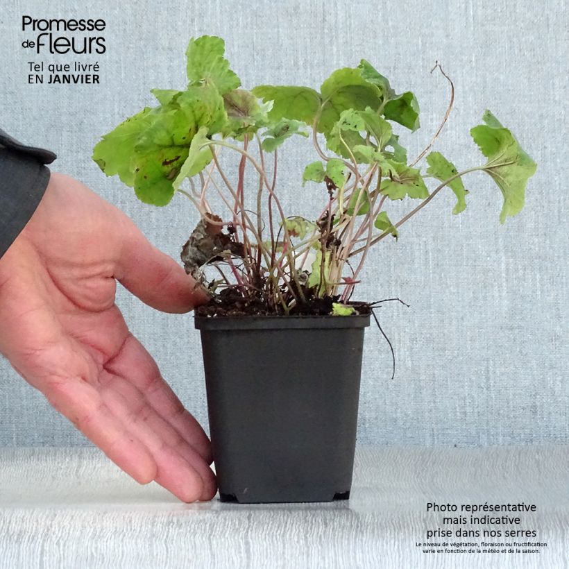 Heucherella Citrus shock  Godet de 9cm Ejemplar entregado en invierno