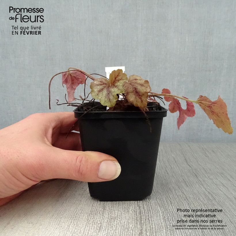 Heucherella Copper Cascade Godet de 9cm Ejemplar entregado en invierno