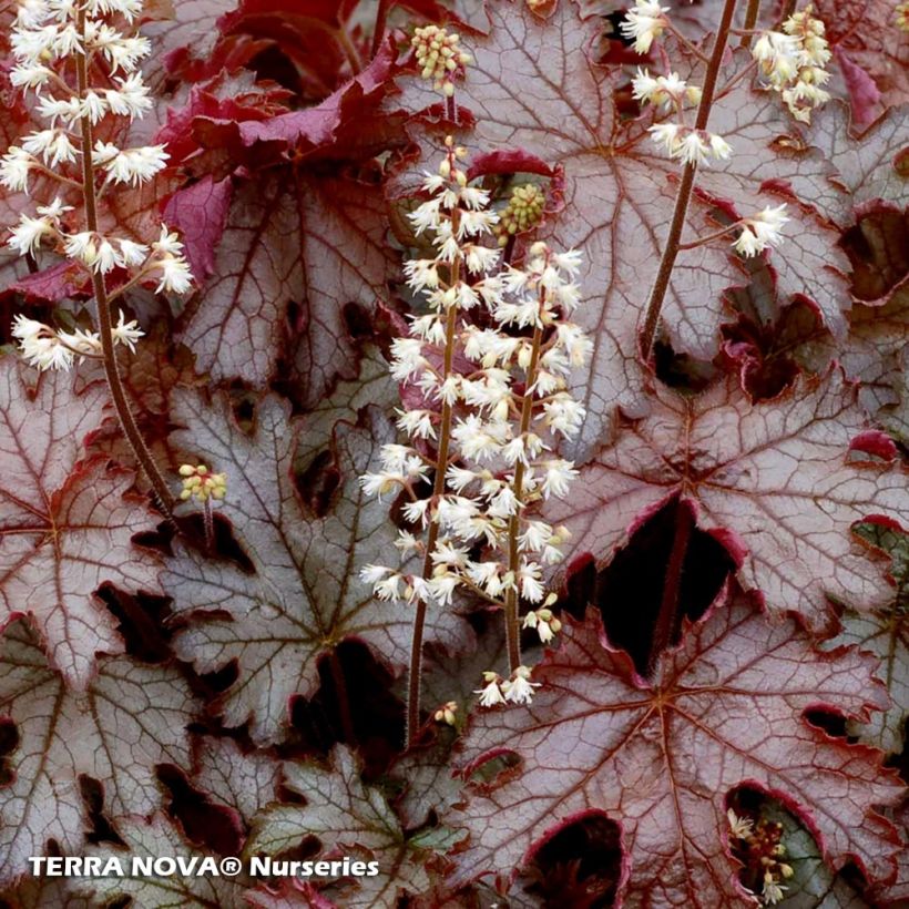 Heucherella Cracked Ice (Follaje)