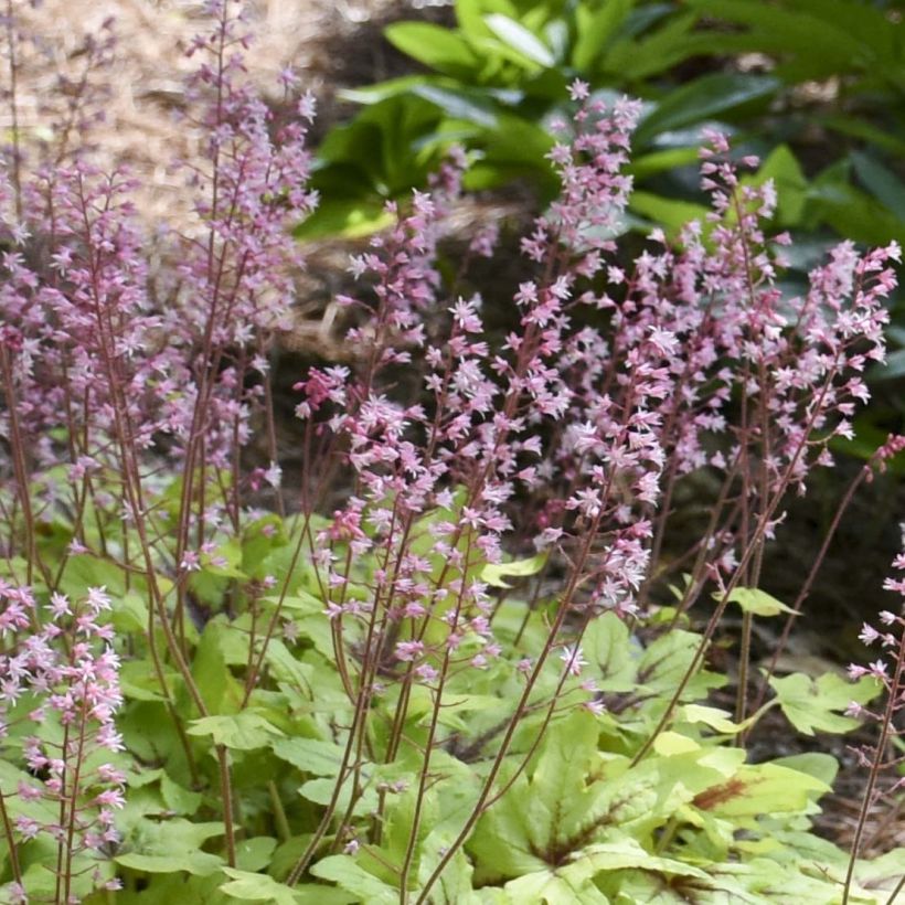 Heucherella Eye Spy (Floración)