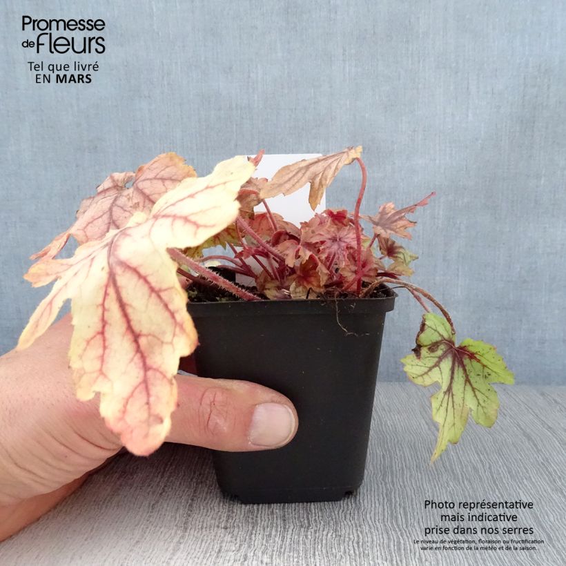 Heucherella Eye Spy Godet de 8/9 cm Ejemplar entregado en la primavera