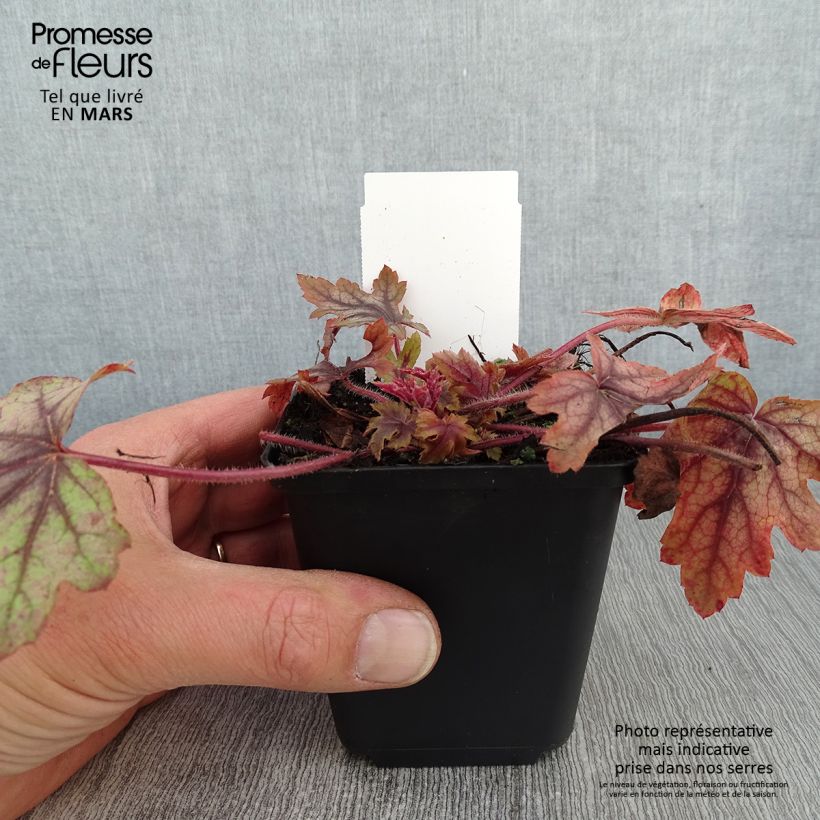 Heucherella Eye Spy Godet de 8/9 cm Ejemplar entregado en invierno