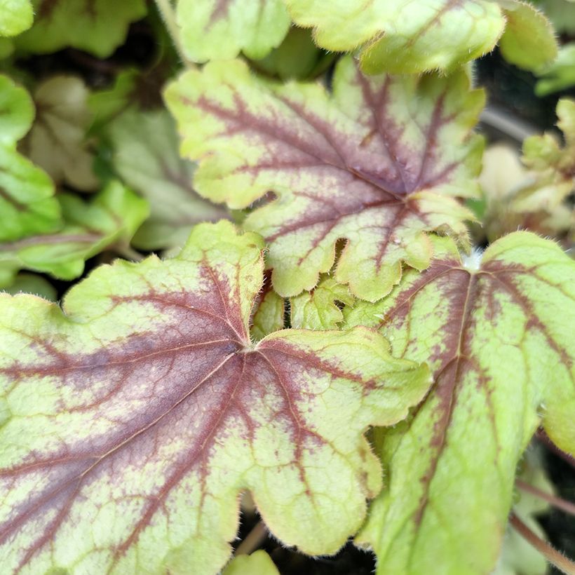 Heucherella Eye Spy (Follaje)