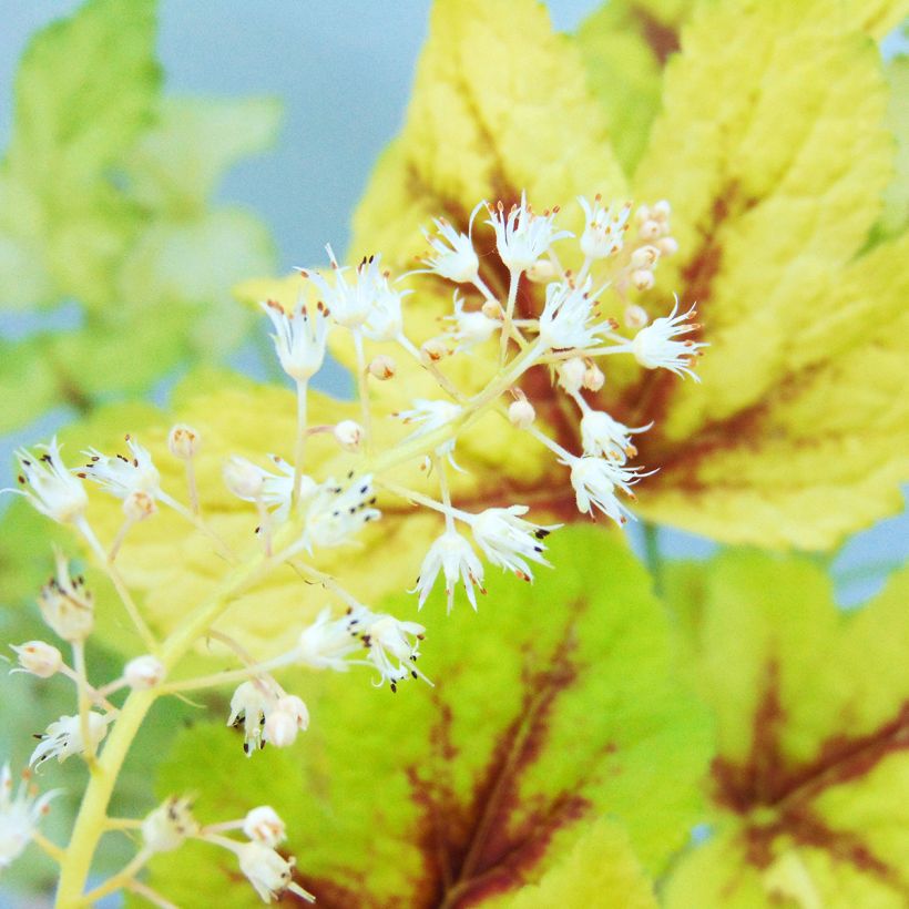 Heucherella Golden Zebra (Floración)