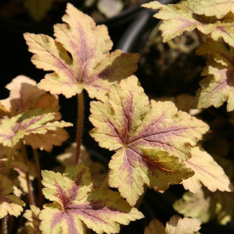 Heucherella Golden Zebra (Follaje)