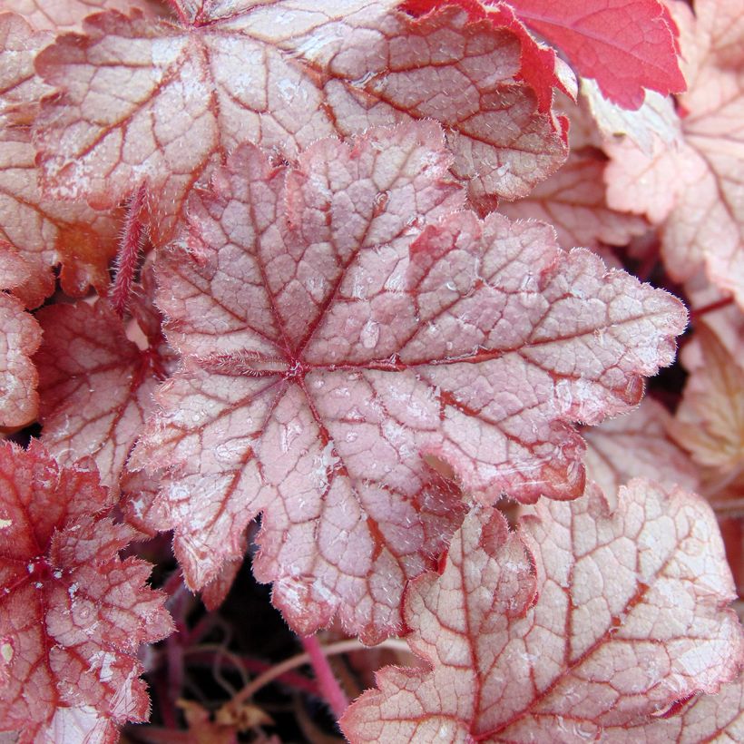 Heucherella Honey Rose (Follaje)