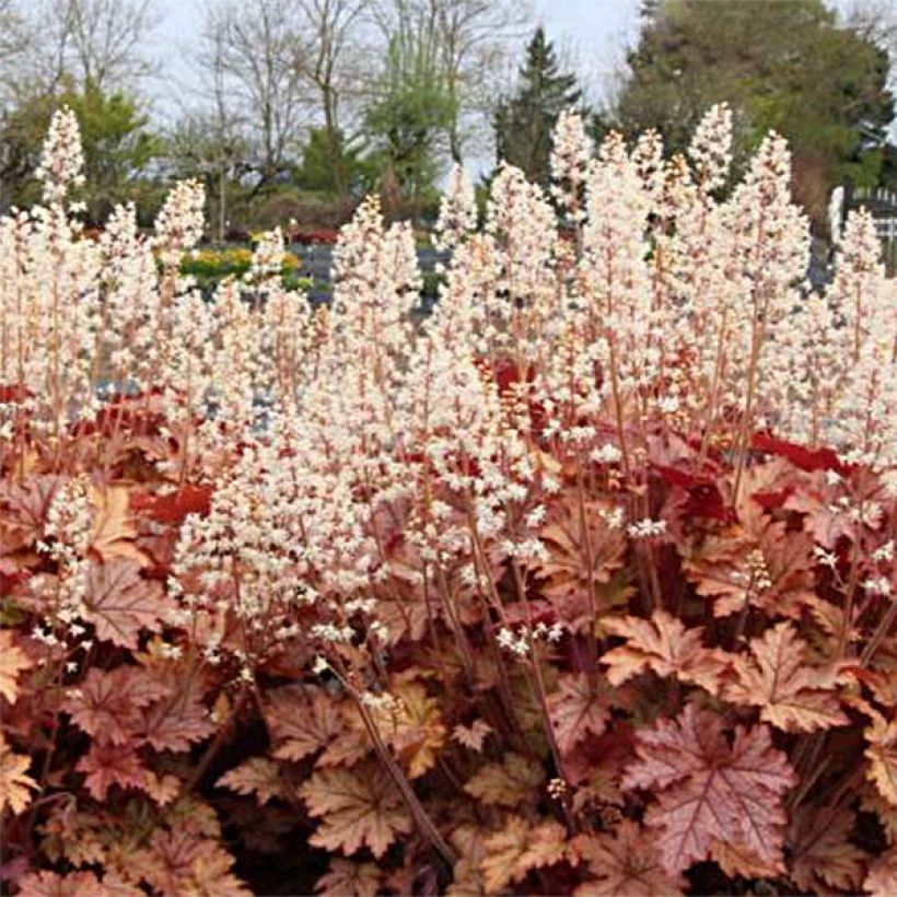 Heucherella Honey Rose (Porte)