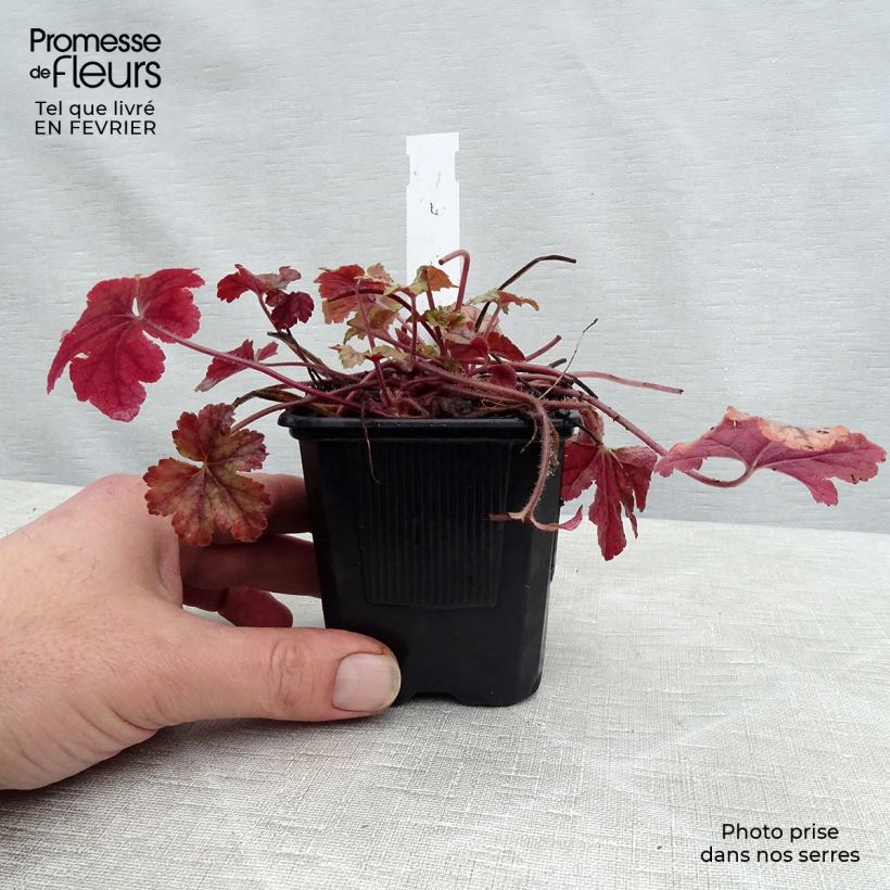 Heucherella Honey Rose en godet de 9 cm Ejemplar entregado en invierno