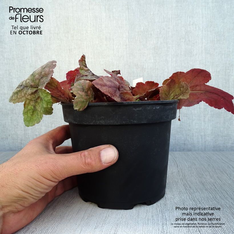 Ejemplar de Heucherella Redstone Fall en pot de 2L/3L entregado en otoño