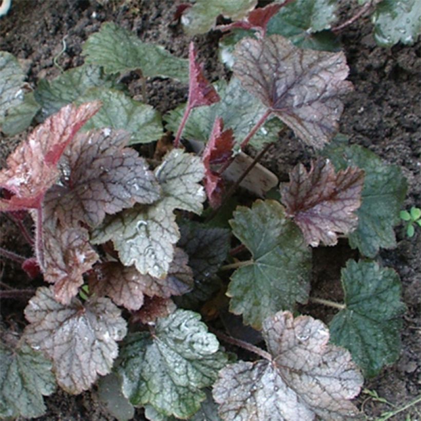 Heucherella Silver Streak (Follaje)