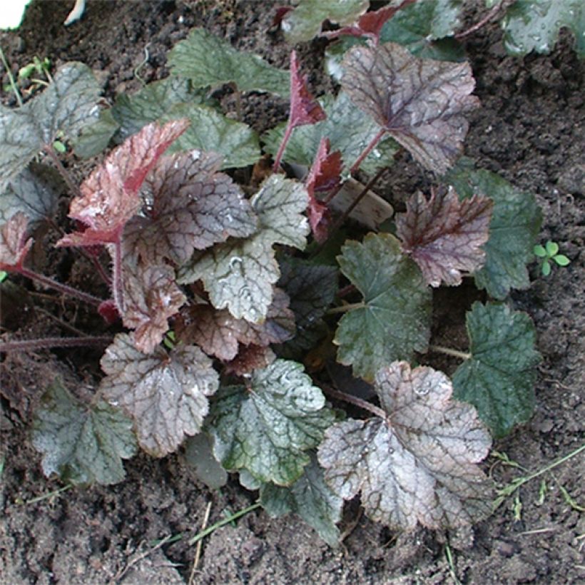 Heucherella Silver Streak (Porte)