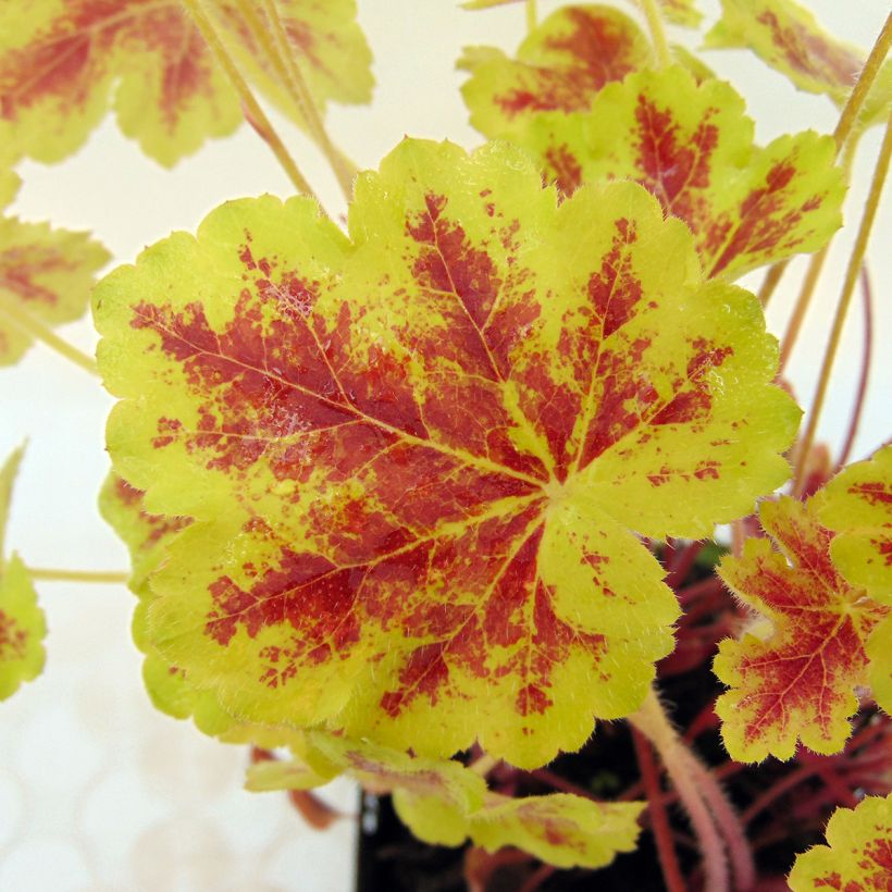 Heucherella Solar Eclipse (Follaje)