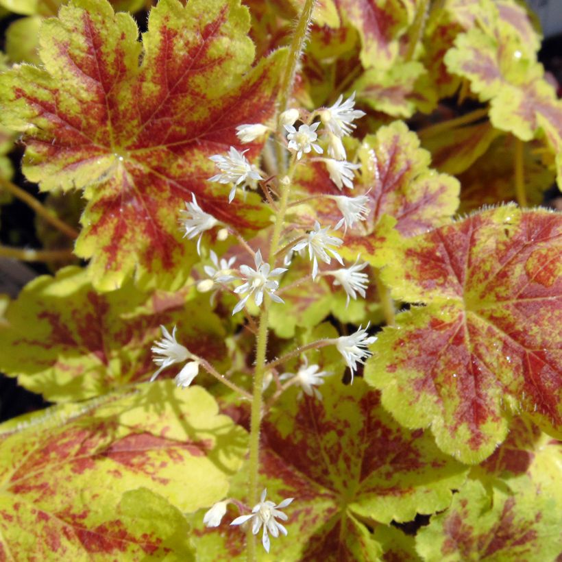 Heucherella Solar Eclipse (Floración)