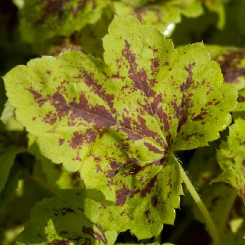 Heucherella Solar Power (Follaje)