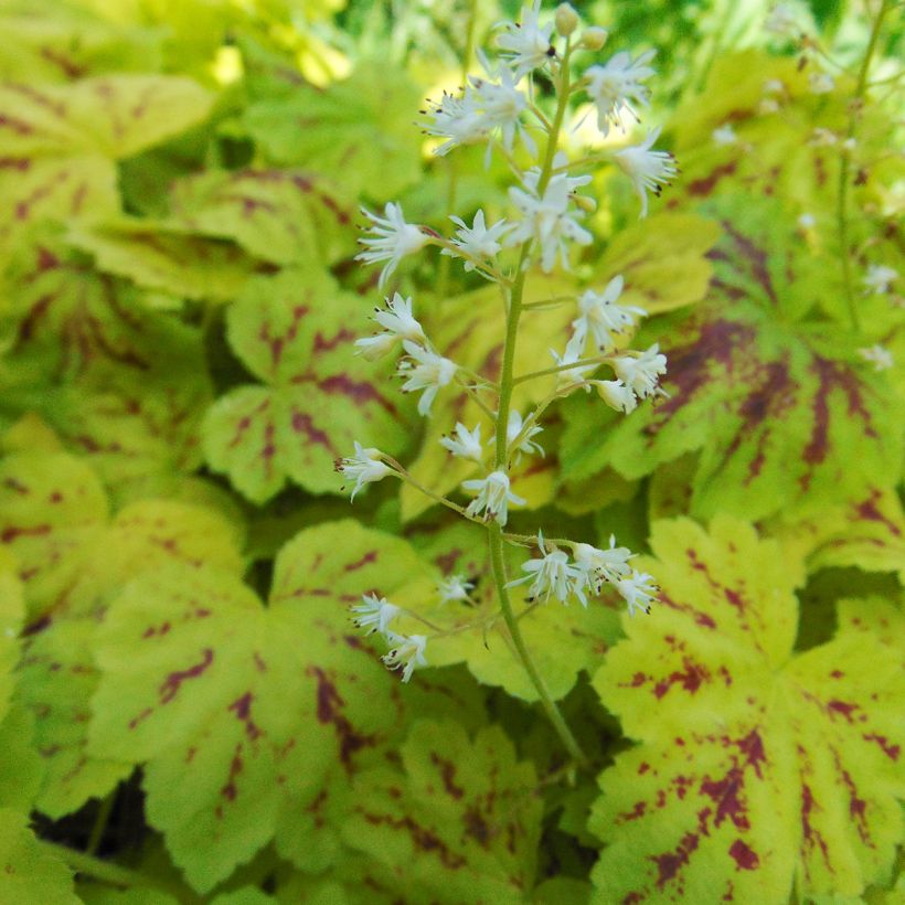 Heucherella Solar Power (Floración)