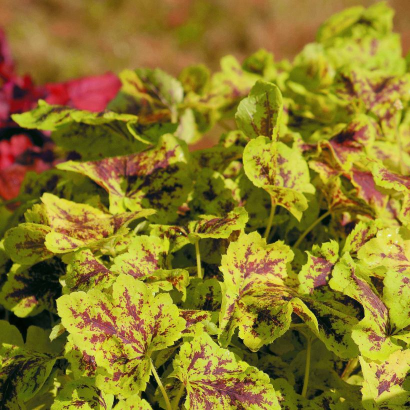 Heucherella Solar Power (Porte)