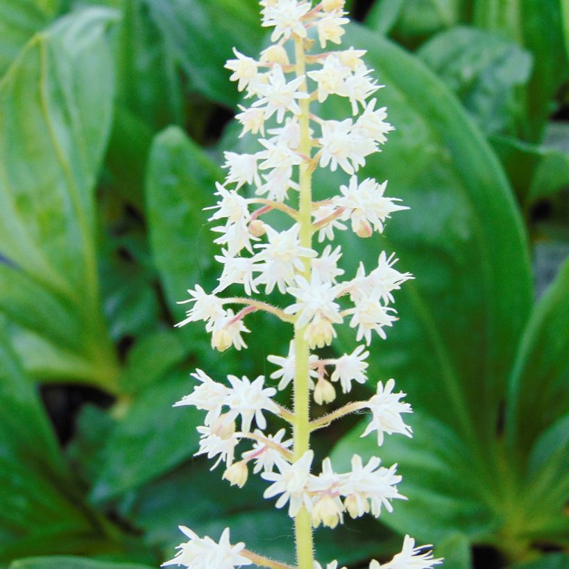 Heucherella Stoplight (Floración)