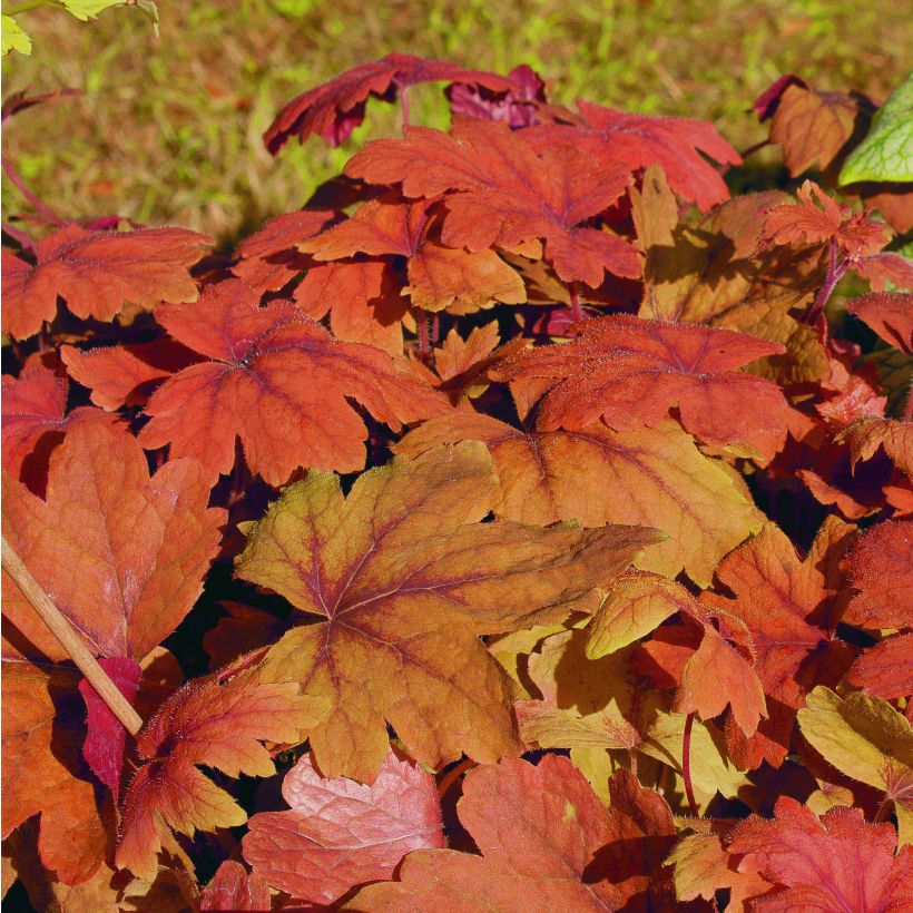 Heucherella Sweet Tea (Follaje)