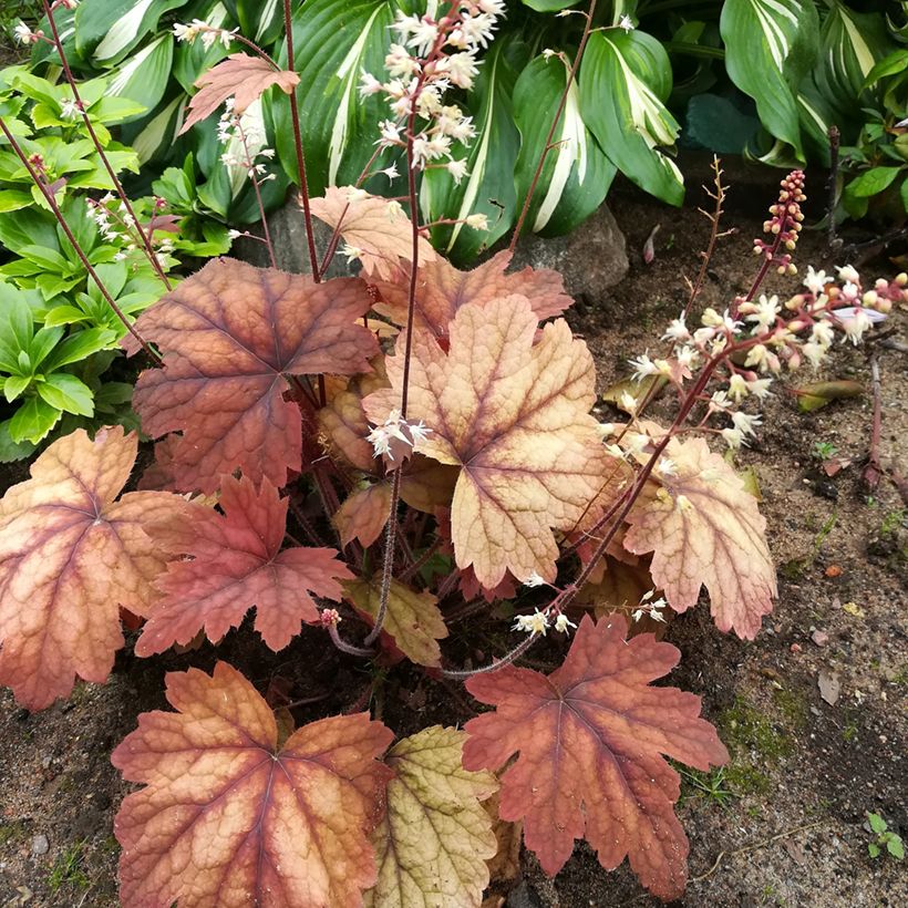 Heucherella Sweet Tea (Porte)