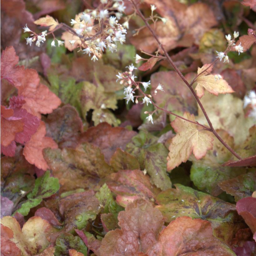 Heucherella Redstone Falls (Floración)