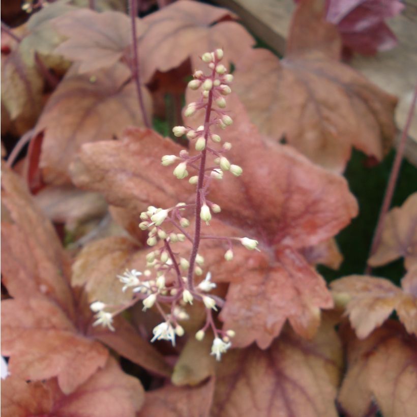 Heucherella Sweet Tea (Floración)