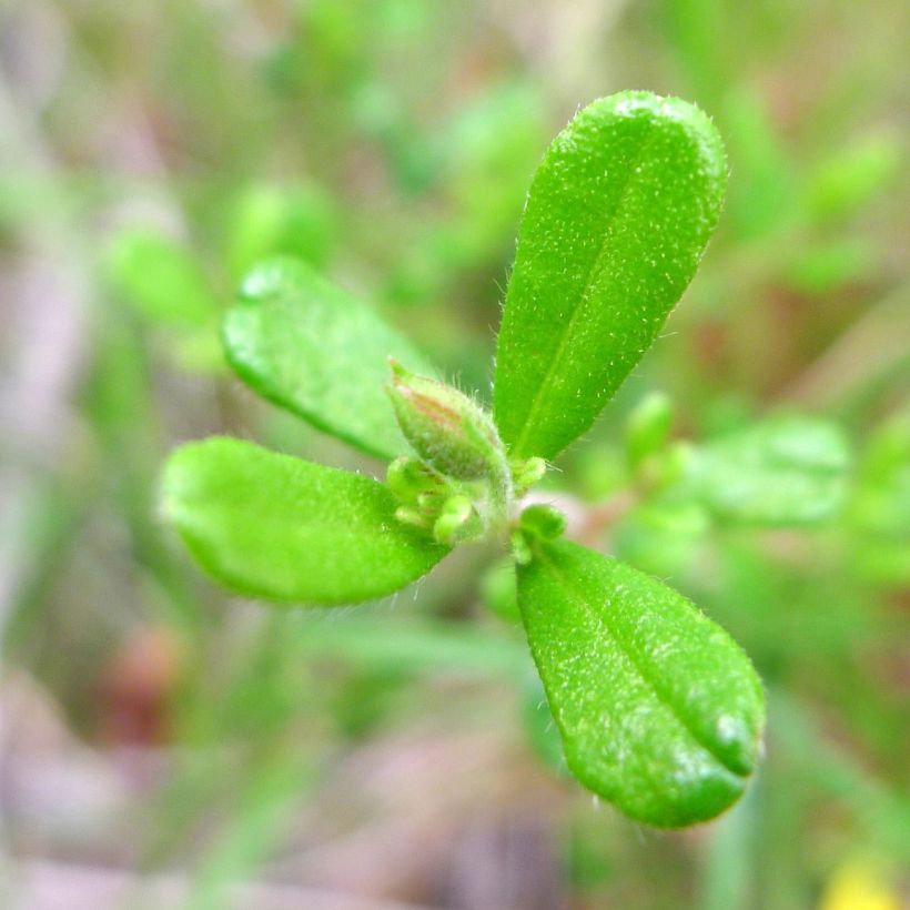 Hibbertia aspera (Follaje)