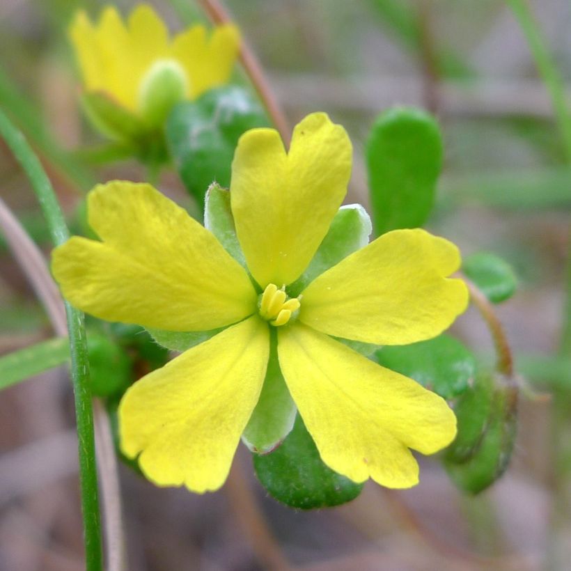 Hibbertia aspera (Floración)