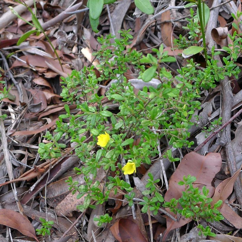 Hibbertia aspera (Porte)