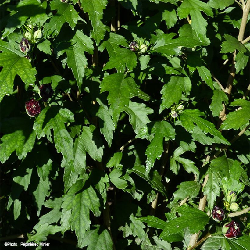 Hibiscus syriacus French Cabaret Purple - Altea (Follaje)