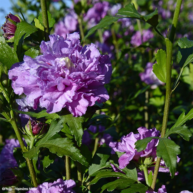 Hibiscus syriacus French Cabaret Purple - Altea (Floración)