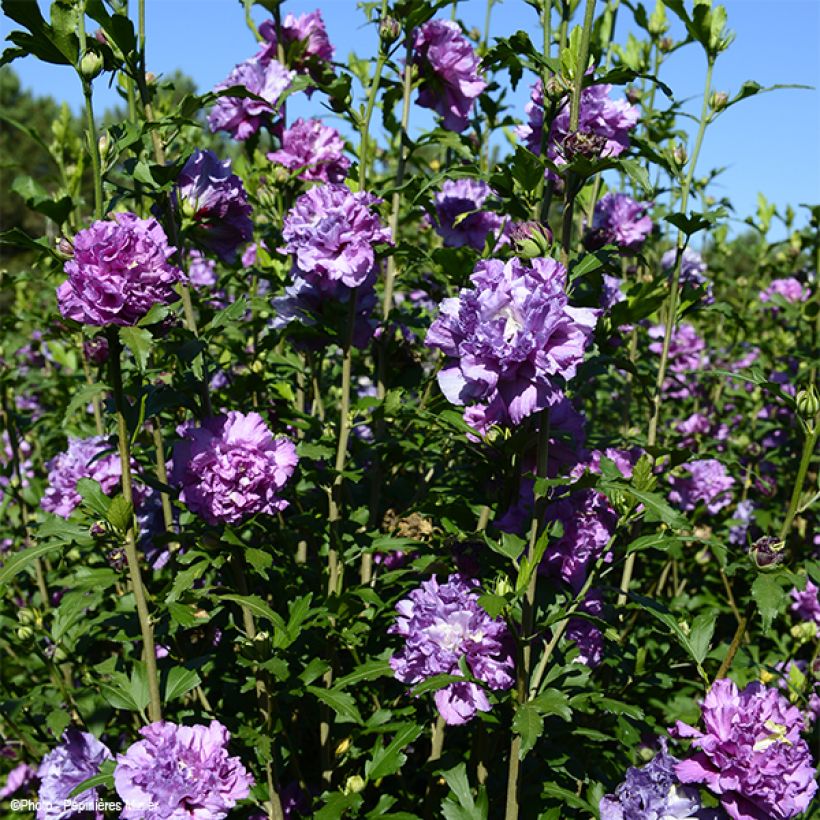 Hibiscus syriacus French Cabaret Purple - Altea (Porte)