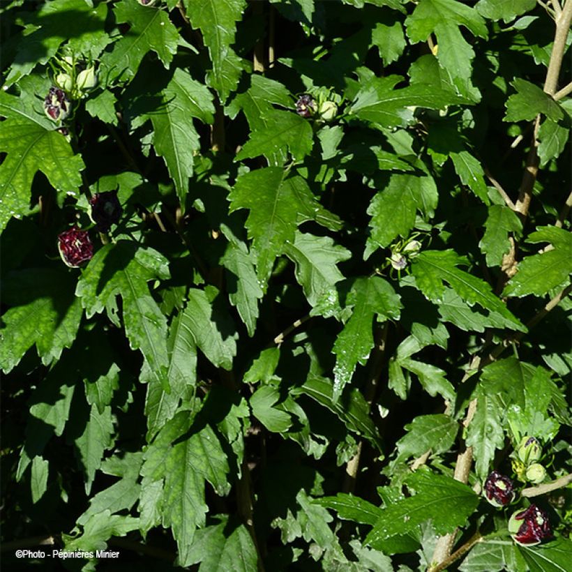 Hibiscus syriacus French Cabaret Red - Altea (Follaje)