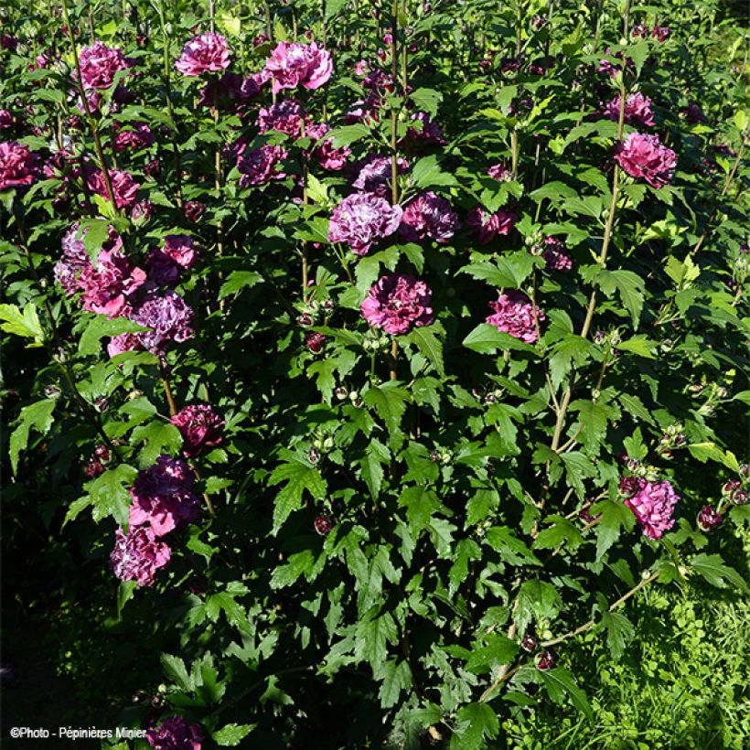 Hibiscus syriacus French Cabaret Red - Altea (Porte)