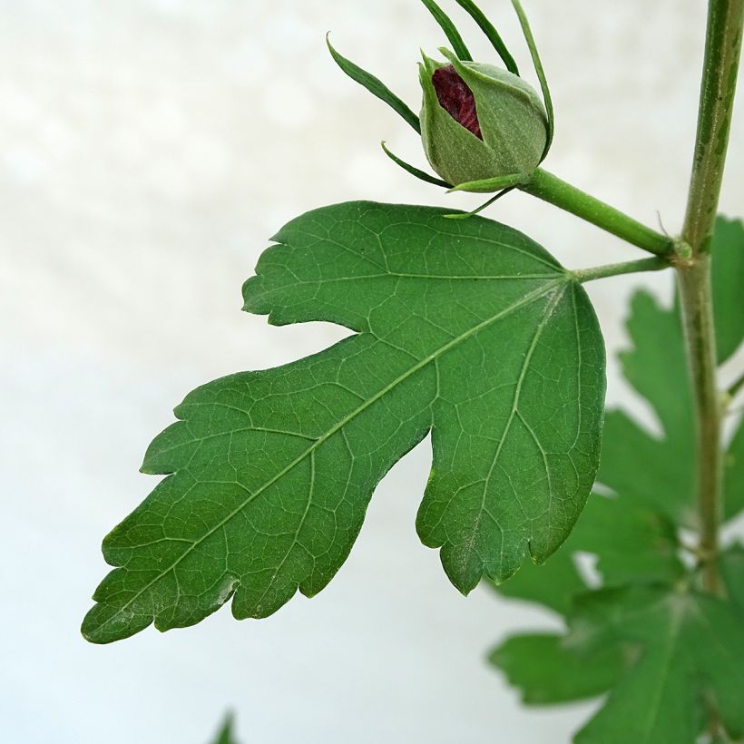 Altea Pink Giant - Hibiscus syriacus (Follaje)