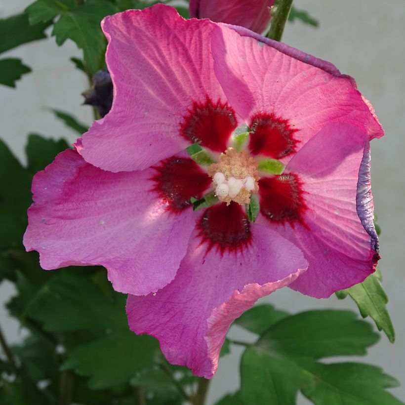 Altea Pink Giant - Hibiscus syriacus (Floración)